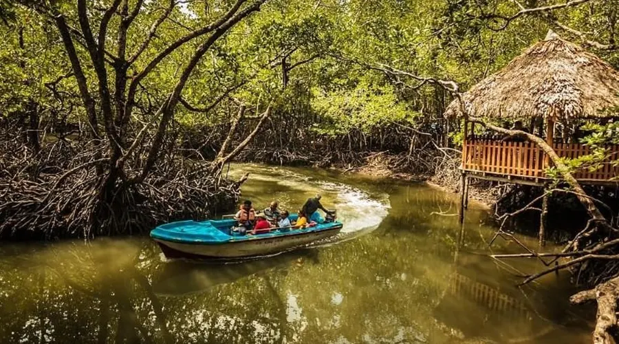 Mangrove Creeks